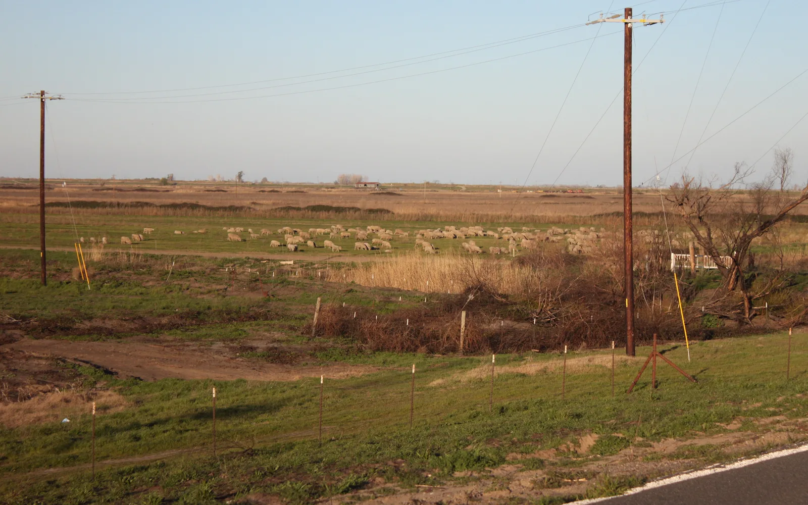 A flock of sheep grazing on farmland at Holland Tract in the Sacramento-San Joaquin River Delta